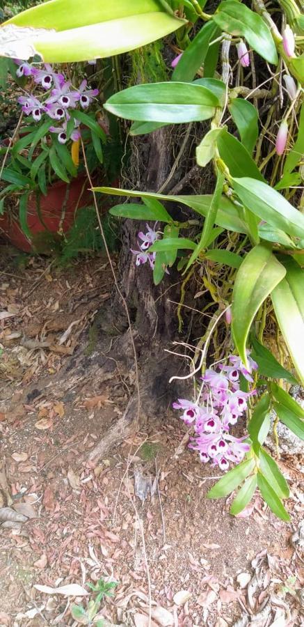 Pousada Sirius São Roque de Minas Esterno foto